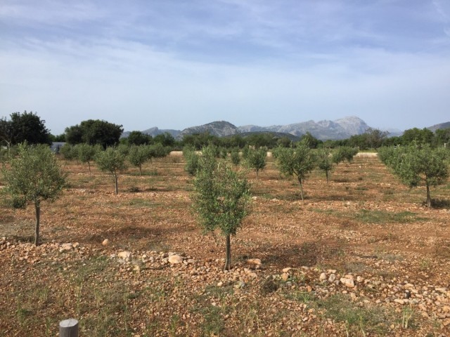 About buying land plots in Mallorca