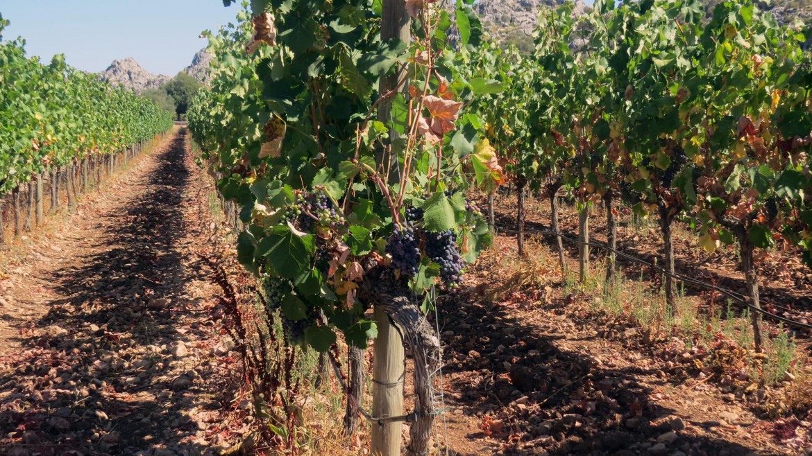 The Pollensa Wine Fair